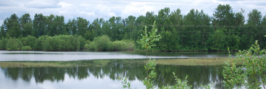 POV-wetland-bank_2011_850w