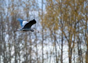 Blue and White Heron in flight with trees in the background.
