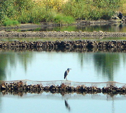Heron_2774
