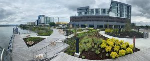 Wooden boardwalk winds around the dock at the Rivers edge. Several planting spaces of varying sizes and shapes house plants, shrubs and small trees. 