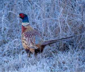 A pheasant with blue and red head and multi-colored body stands at attention in front of dry grasses.