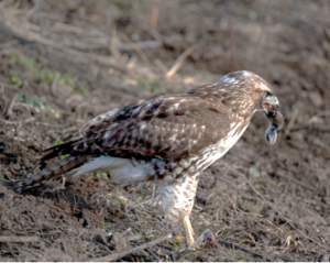 A brown and white hawk stands on dry ground with prey in its mouth.