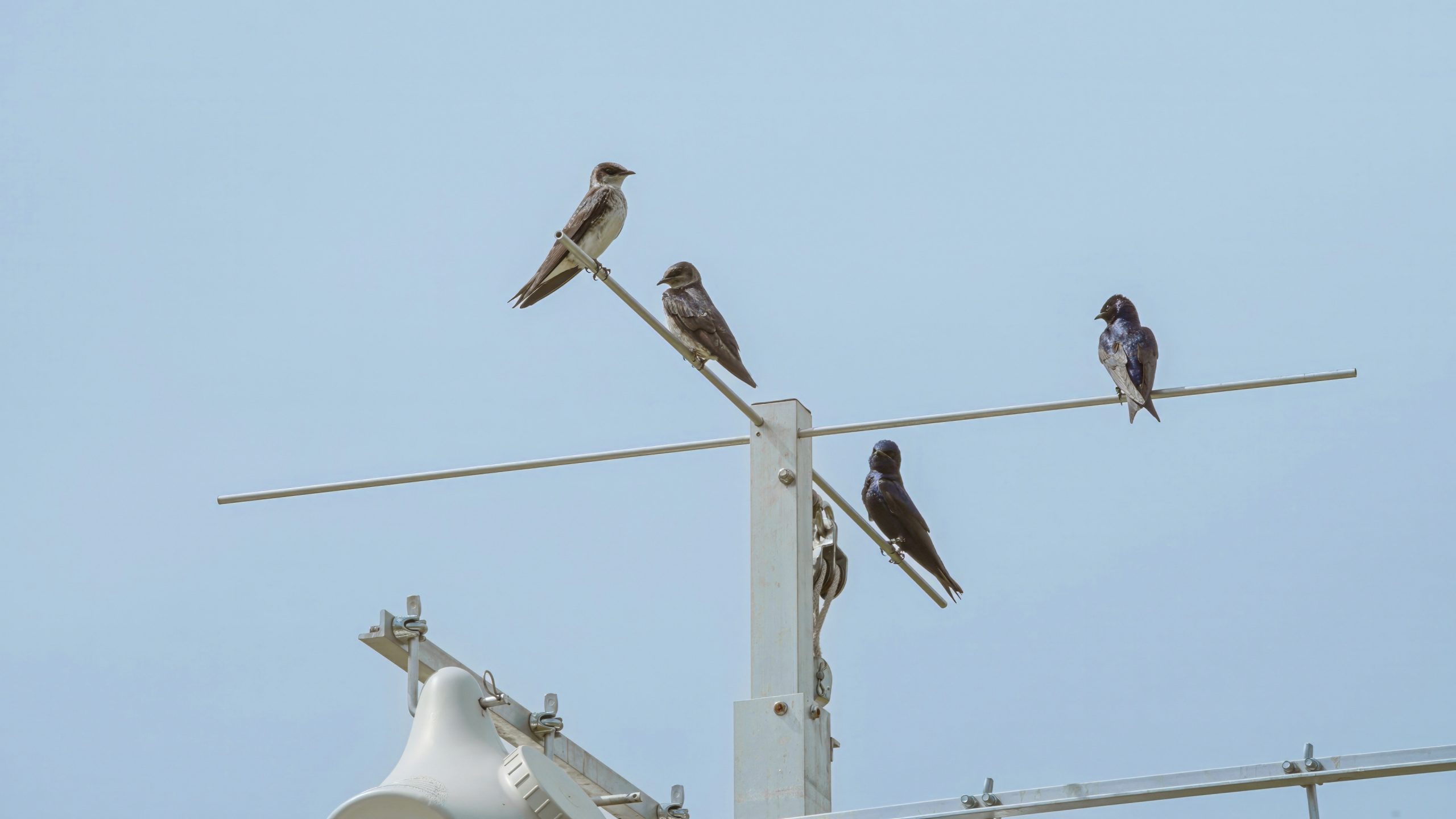 PurpleMartins-CC-2-2023-scaled