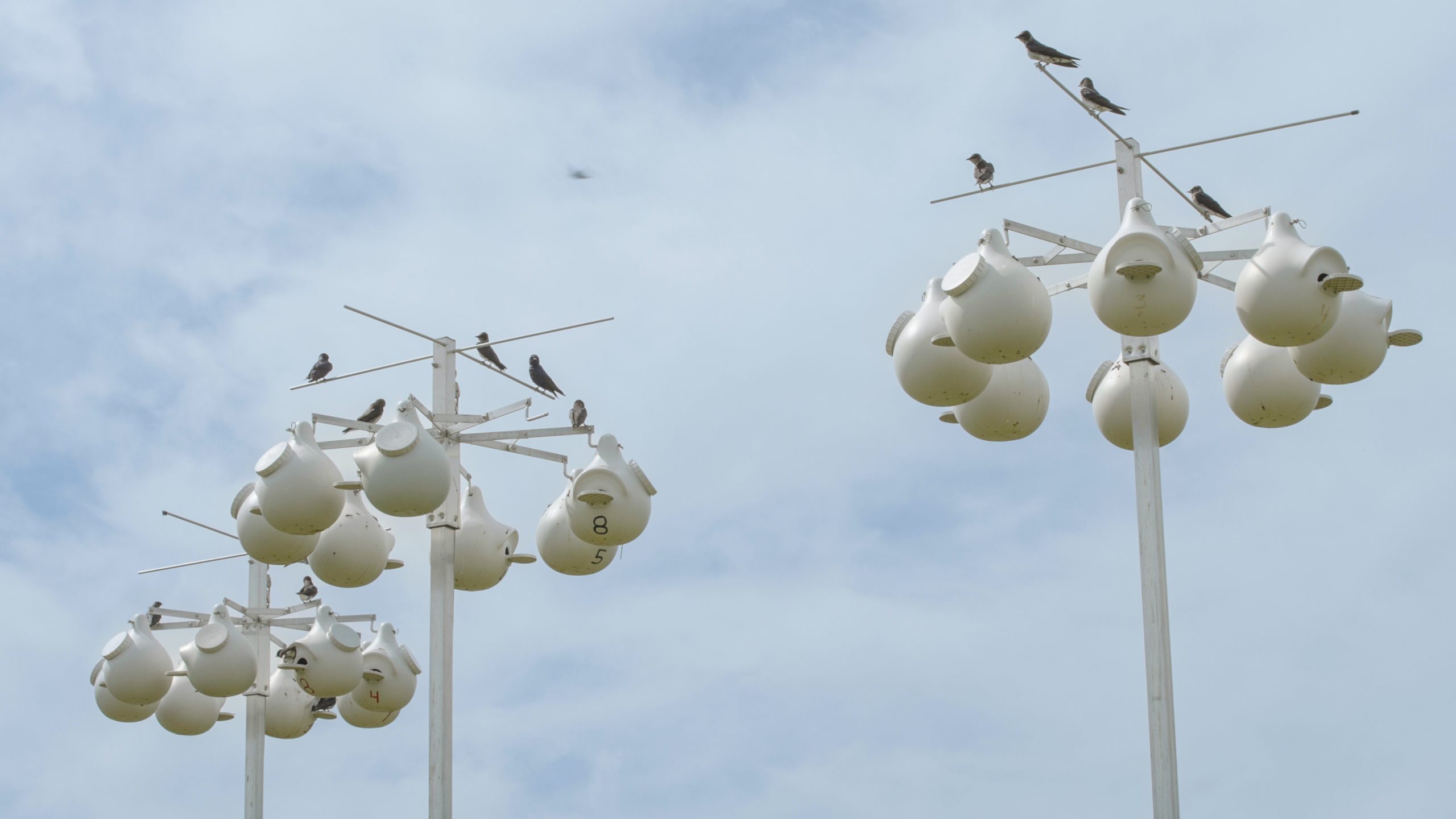 PurpleMartins-CC-8-scaled