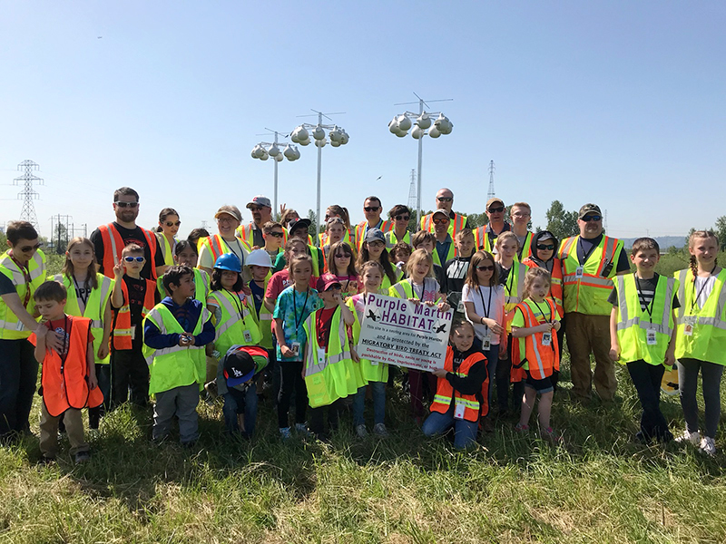 PurpleMartins_Feature