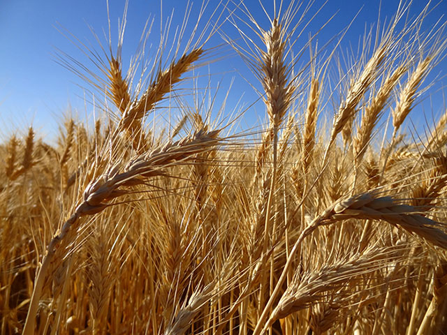 Wheat-web Wheat-web