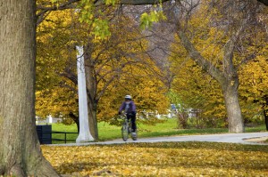 biketree