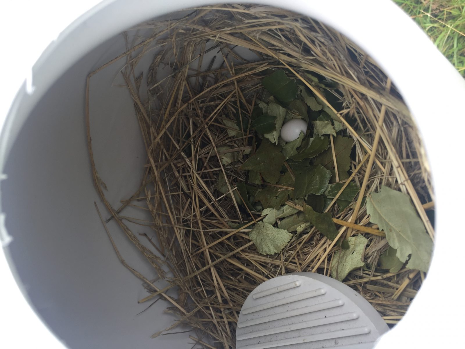 purple-martins-e1546465841626