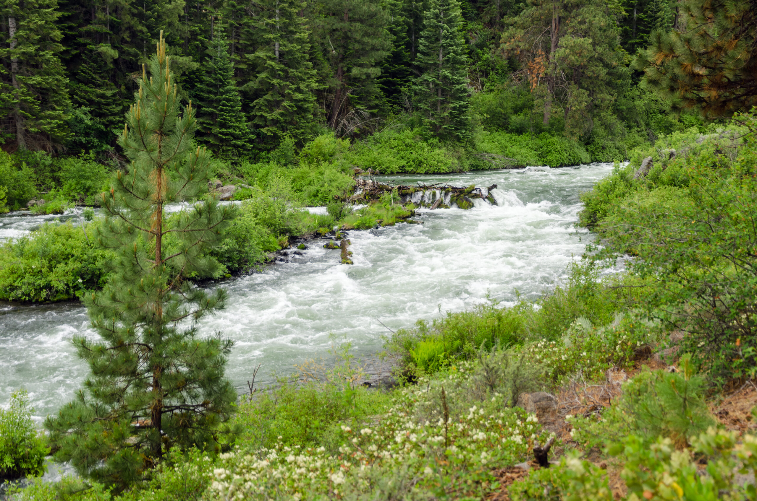 Deschutes,River,,Near,Bend,,Oregon,Rushing,Past,A,Tree